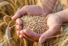 Serat Tinggi Dalam Barley, Yuk Kenali 5 Manfaatnya Untuk Pencernaan
