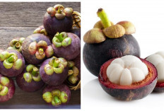 5 Manfaat Buah Manggis untuk Kesehatan Tubuh, Jarang Ketahui! 