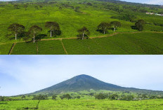 Menghadapi Medan Berat di Gunung Dempo, Panduan Pendakian untuk Petualang!