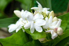 Aroma Menyegarkan, 5 Manfaat Melimpah Bunga Melati Dalam Perawatan Kulit
