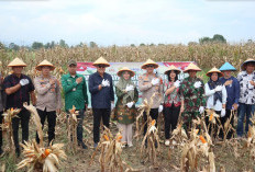 Sekretaris DPRD Pagar Alam Ikuti Vidcon dan Panen Raya Jagung Serentak