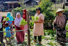 Tanam Toga Manfaatkan Pekarangan Rumah 