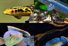 Perawatan Sederhana pada Ikan Chana, Panduan Praktis untuk Pecinta Akuarium!