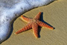 Misteri Tubuh Aneh Bintang Laut, Keajaiban Alam yang Menakjubkan