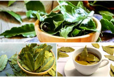 Daun Salam: Rempah Serbaguna yang Penuh Manfaat di Dapur Nusantara
