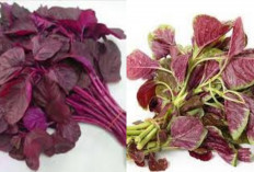 Yuk Intip! 8 Manfaat Bayam Merah Untuk Kesehatan Yang Luar Biasa