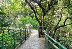 Melihat Keindahan Forest Walk, Tempat yang Cocok Buat Liburan