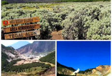 Terdapat Hutan Mati dan Taman Edelwis yang Populer. Berikut Sisi Lain Menarik Lainnya Gunung Papandayan Garut