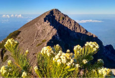 Menguak Legenda dan Keindahan Gunung Raung, Surga Tersembunyi di Bondowoso