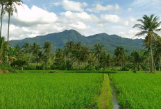 Fakta Menarik tentang Gunung Betung Lampung, Berikut Ulasannya!