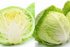 Rahasia Sehat di Balik Kol: Sayur Murah, Manfaatnya Mewah Untuk Kesehatan 