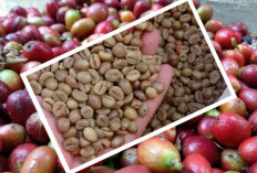 Harga Kopi Pagar Alam Merangkak Naik, Petani Kembali Jual Stok Simpanan