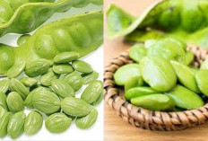 Rahasia Sehat di Balik Petai: Dari Jantung Kuat hingga Gula Darah Terjaga
