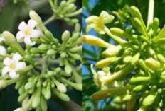 Catat Ini Manfaat Bunga Pepaya Untuk Kesehatan dan Cara Mengolahnya!