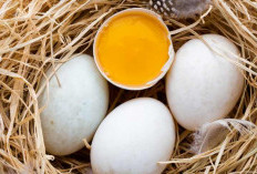 Apakah Telur Bebek Baik Untuk Kesehatan? Yuk Intip 5 Keistimewaan Telur Bebek Lezat dan Penuh Gizi!