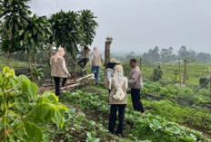 Tingkatkan Nilai Tambah Produk Sayuran