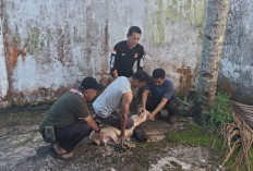 Semangat Berbagi di Hari Raya, Pagaralam Pos Qurban 1 Ekor Kambing