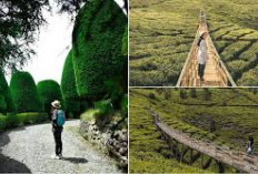 Bukit Jamur Ciwidey: Dikelilingi Hamparan Kebun Teh Dan Pegunungan Yang Menambah Pesona Alam