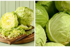 Inilah 5 Manfaat Sayur Kol Bagi Kesehatan dan Kandungan Gizi!