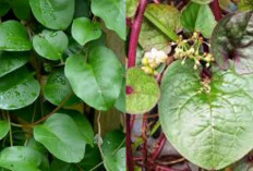  Manfaat Daun Binahong: Dari Luka Cepat Sembuh hingga Jaga Imunitas