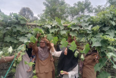 SDN 52 Pagaralam Sulap Lahan Kosong Jadi Kebun Produktif