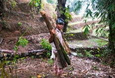 Jejak Misteri Suku Butong, Eksplorasi di Balik Kabut Hutan Papua