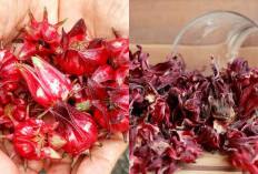 Catat! Temukan 5 Manfaat Teh Bunga Rosella Untuk Kesehatan Jantung dan Hati Anda