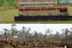 Banyak Yang Gak Tau Keanekaragaman Flora dan Fauna di Taman Nasional Tesso Nilo, Surga Tropis yang Terancam!!!