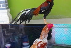 Solusi Lengkap untuk Masalah Kaki Pengkor pada Ayam Bangkok