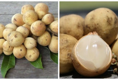 Ini Manfaat Buah Duku dan Kandungan Gizinya yang Jarang Diketahui!