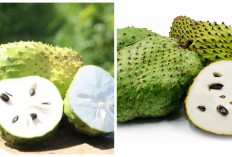 Jarang Diketahui! 5 Manfaat Buah Sirsak untuk Kesehatan