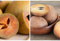 Jarang Diketahui! 5 Manfaat Sawo untuk Ibu Hamil