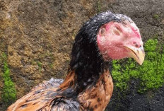 Cara Menghadapi Snot Pada Ayam Kalian, Simak!