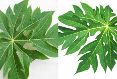 Meningkatkan Kekebalan Tubuh Inilah Manfaat Daun Pepaya Untuk Kesehatan Yang Jarang Diketahui! 