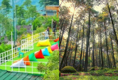 Lagi Berlibur di Bogor? Yuk Kunjungi 6 Spot Foto Instagramable di Wisata Alam yang Wajib Dicoba!