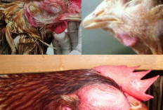 Menangani Wabah Snot di Peternakan Ayam, Solusi dan Pencegahan!