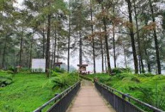 Destinasi Wisata Cocok Untuk Camping Bareng Keluarga: Hutan Pinus Limpakuwus