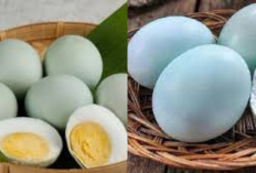 Tidak Kalah dari Telur Ayam! Ini Dia Segudang Manfaat Telur Bebek Untuk Kesehatan Tubuh
