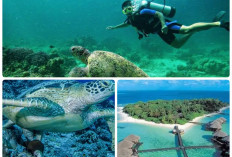 Permata Tersembunyi di Bawah Laut Kalimantan. Pulau Derawan Keajaiban Surga Tropis yang Memukau