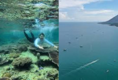 Keindahan Alam di Bawah Laut Yang Memukau Siap Untuk Menemani Liburan Kalian?