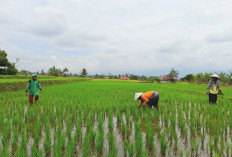 Kemarau, Petani Padi Khawatir Gagal Panen