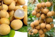 Buah Kecil dengan Khasiat Besar, Ini 6 Manfaat Buah Kelengkeng