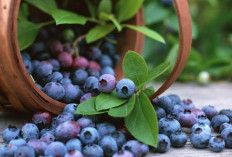 Meningkatkan 5 Kesehatan Otak dengan Buah Blueberry Nutrisi Penting Untuk Kognisi