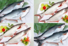 7 Manfaat Ikan Patin untuk Kesehatan Tubuhmu