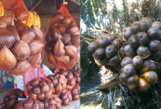 Wisata Kebun Salak Pagar Alam, Cocok Untuk Liburan Ditahun 2025!