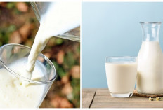 Intip! Inilah 4 Manfaat Susu Kuda Liar yang Luar Biasa