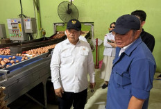 Pasokan Telur Sumsel Disiapkan untuk Dukung Program MBG