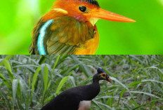 Burung-Burung Langka di Indonesia yang Terancam Punah!