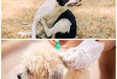 6 Cara Efektif Mengatasi dan Mencegah Kutu pada Anjing, Bikin Anabul Tetap Sehat dan Nyaman!