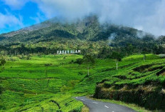 Eksplorasi Gunung Dempo: Jalur Pendakian dan Keajaiban Alamnya